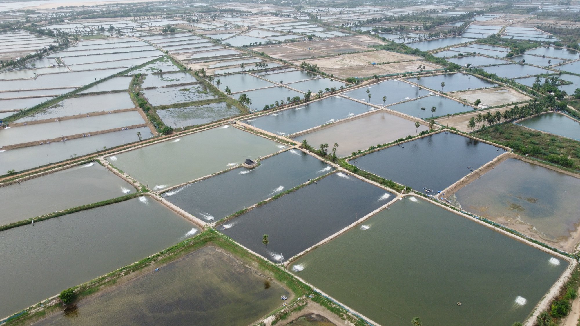 Aerial view of an Abad Overseas processing facility