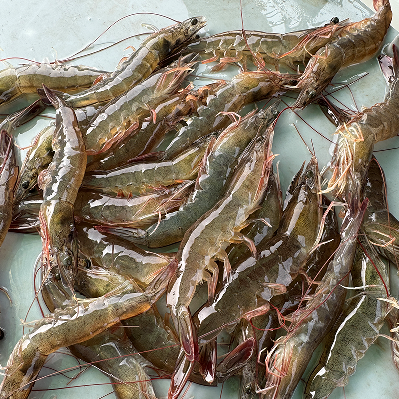 Vannamei shrimp in HOSO format